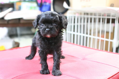 成約済の京都府のチワプー:チワワ×トイプードル-53329の1枚目