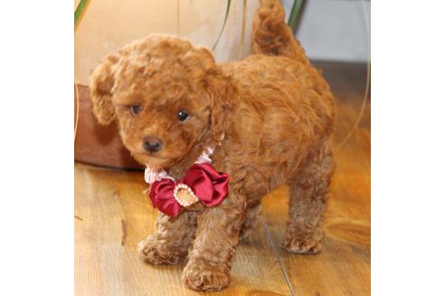 成約済の愛知県のトイプードル-50799の10枚目