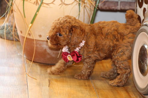 成約済の愛知県のトイプードル-50799の8枚目