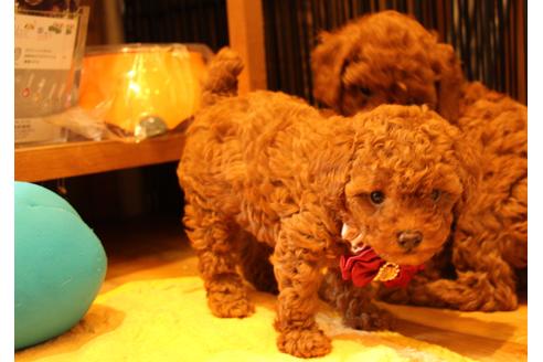 成約済の愛知県のトイプードル-50799の7枚目