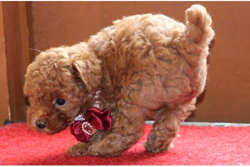 成約済の愛知県のトイプードル-50799の6枚目