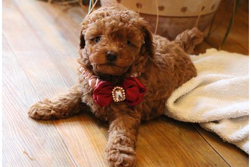 成約済の愛知県のトイプードル-50799の5枚目