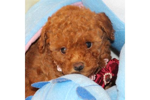 成約済の愛知県のトイプードル-50799の4枚目