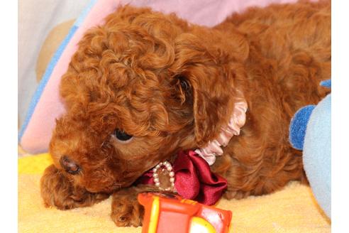 成約済の愛知県のトイプードル-50799の3枚目