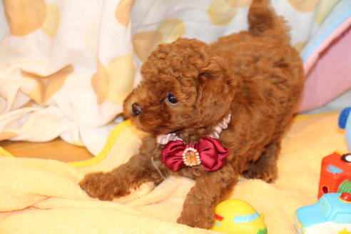 成約済の愛知県のトイプードル-50799の2枚目