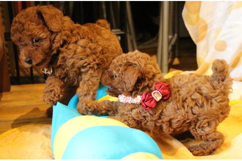 成約済の愛知県のトイプードル-50799の1枚目