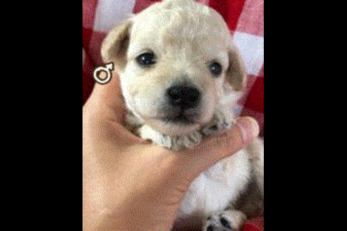 成約済の愛媛県のトイプードル-53352の1枚目