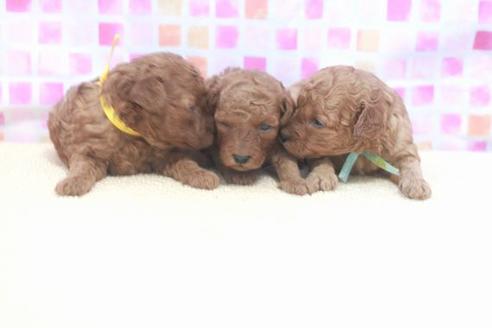 成約済の滋賀県のトイプードル-53365の6枚目