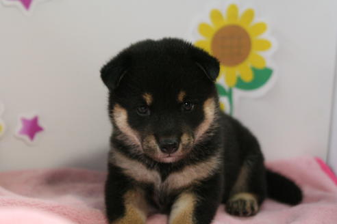 成約済の京都府の柴犬-53393の5枚目