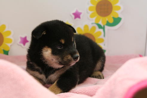 成約済の京都府の柴犬-53393の4枚目