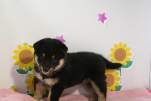 成約済の京都府の柴犬-53393の3枚目