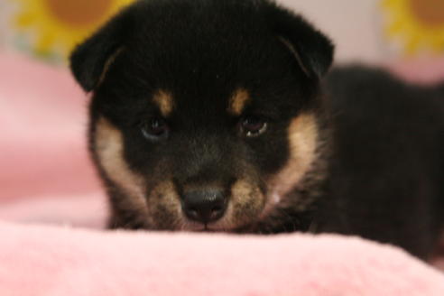 成約済の京都府の柴犬-53393の2枚目