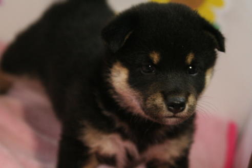 成約済の京都府の柴犬-53393の1枚目