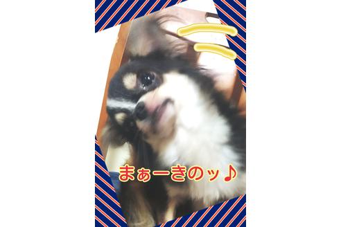 成約済の大阪府のチワワ(ロングコート)-43236