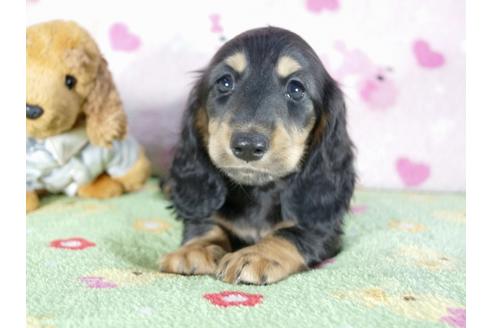 成約済の兵庫県のミニチュアダックスフンド(ロングヘアード)-51753の1枚目