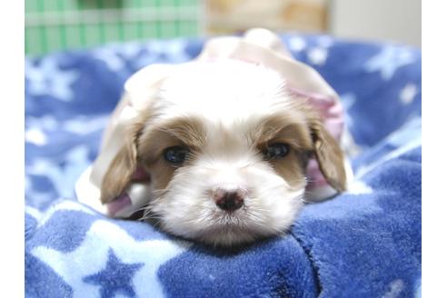 成約済の埼玉県のキャバリアキングチャールズスパニエル-53401の5枚目