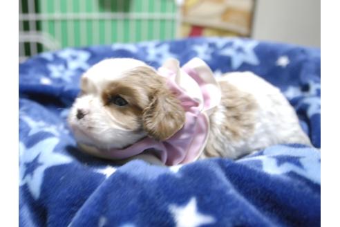 成約済の埼玉県のキャバリアキングチャールズスパニエル-53401の4枚目
