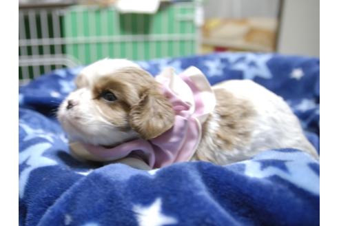 成約済の埼玉県のキャバリアキングチャールズスパニエル-53401の2枚目