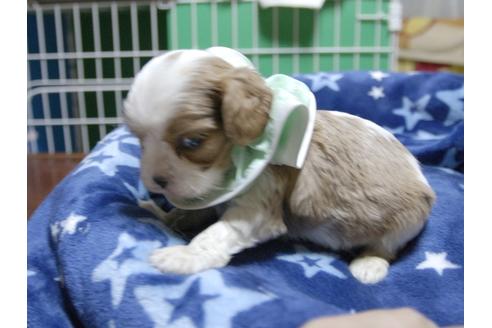 成約済の埼玉県のキャバリアキングチャールズスパニエル-53403の4枚目
