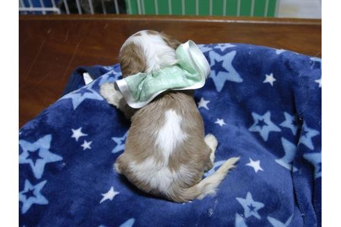 成約済の埼玉県のキャバリアキングチャールズスパニエル-53403の1枚目