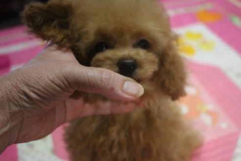 成約済の奈良県のトイプードル-49549の1枚目