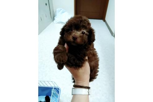 成約済の山口県のタイニープードル-52353の1枚目
