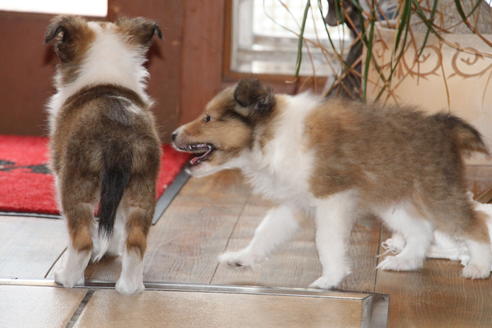 成約済の愛知県のシェットランドシープドッグ(シェルティ)-52681の1枚目