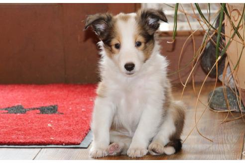 成約済の愛知県のシェットランドシープドッグ(シェルティ)-52683の8枚目