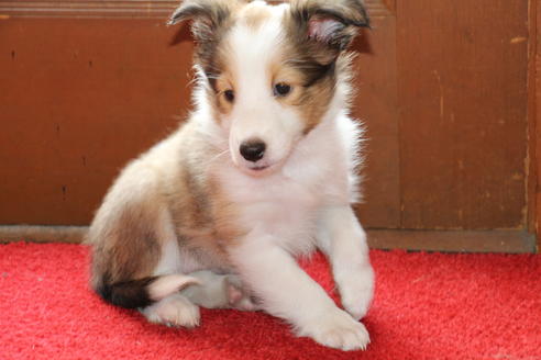 成約済の愛知県のシェットランドシープドッグ(シェルティ)-52683の7枚目