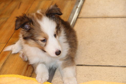 成約済の愛知県のシェットランドシープドッグ(シェルティ)-52683の6枚目