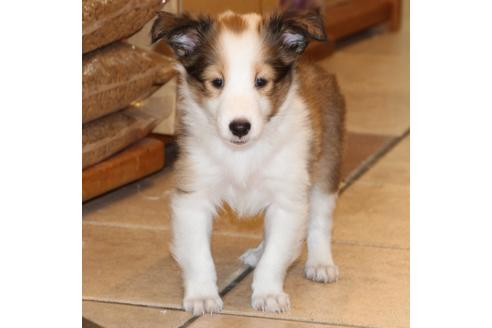 成約済の愛知県のシェットランドシープドッグ(シェルティ)-52683の5枚目