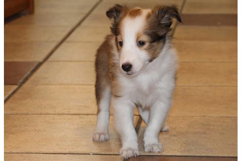 成約済の愛知県のシェットランドシープドッグ(シェルティ)-52683の4枚目