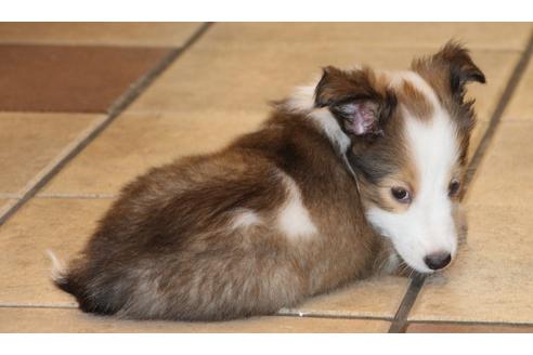 成約済の愛知県のシェットランドシープドッグ(シェルティ)-52683の3枚目