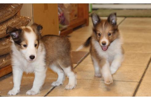 成約済の愛知県のシェットランドシープドッグ(シェルティ)-52683の2枚目