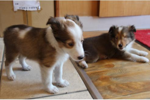 成約済の愛知県のシェットランドシープドッグ(シェルティ)-52683の1枚目