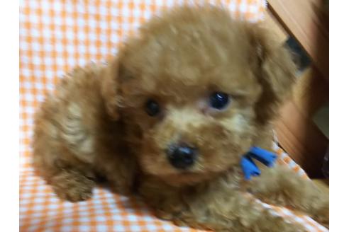 成約済の香川県のタイニープードル-52687の1枚目