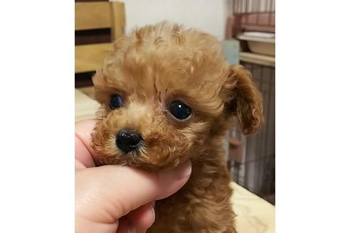 成約済の香川県のティーカッププードル-52684の4枚目