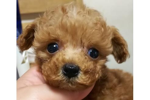 成約済の香川県のティーカッププードル-52684の3枚目