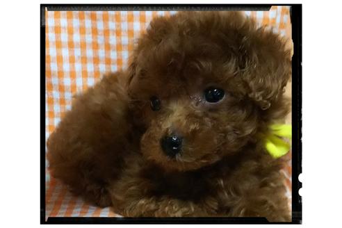 成約済の香川県のティーカッププードル-52685の2枚目