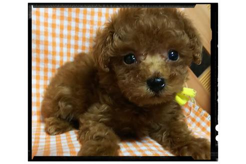 成約済の香川県のティーカッププードル-52685の1枚目