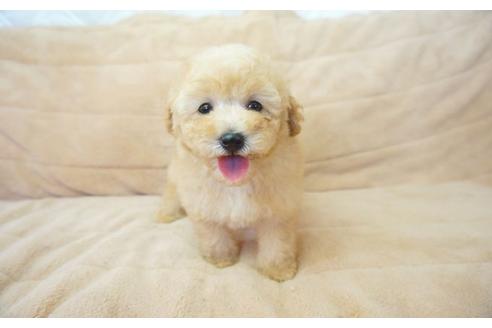 成約済の奈良県のトイプードル-52321の1枚目