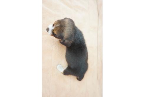 成約済の奈良県のビーグル-53426の1枚目