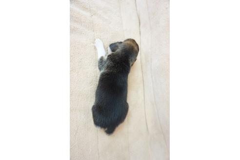 成約済の奈良県のビーグル-53429の1枚目