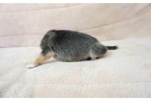 成約済の奈良県のビーグル-53430の3枚目