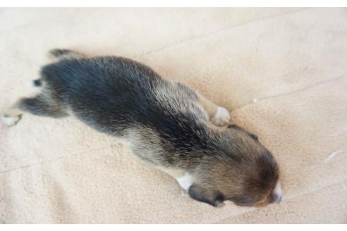成約済の奈良県のビーグル-53430の1枚目