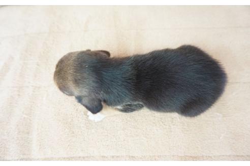 成約済の奈良県のビーグル-53431の1枚目