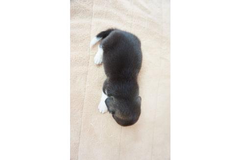 成約済の奈良県のビーグル-53432の1枚目