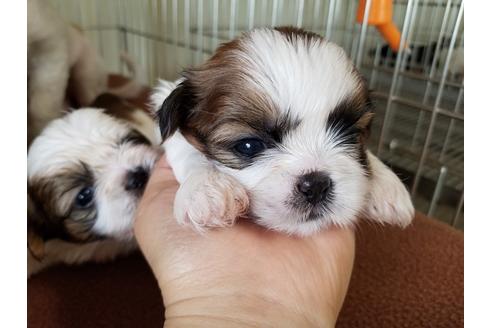 成約済の愛知県のシーズー-53084の2枚目