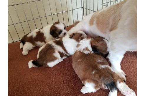 成約済の愛知県のシーズー-53084の1枚目