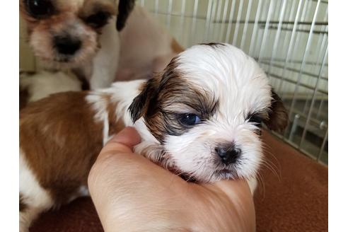 成約済の愛知県のシーズー-53083の5枚目